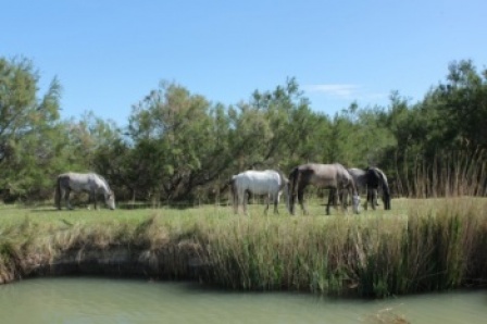 Chevaux en camargue vu du canal du midi sur un bateau habitable sans permis lors d une croisière fluviale.